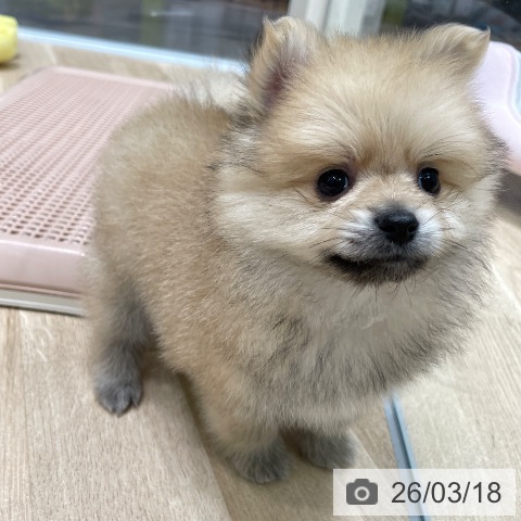ポメラニアンの写真
