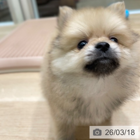 ポメラニアンの写真