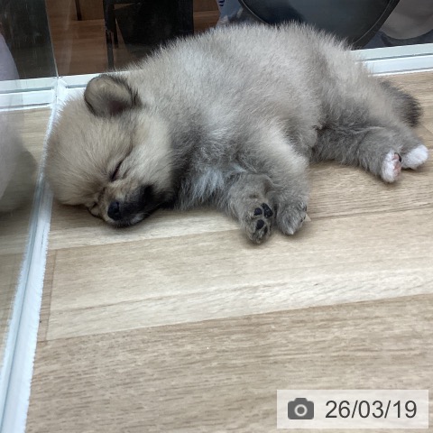 ポメラニアンの写真