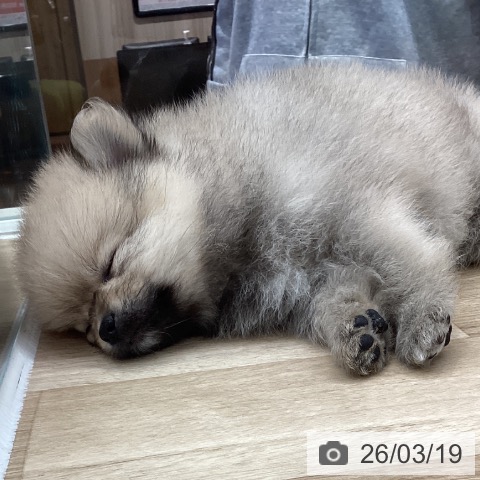 ポメラニアンの写真