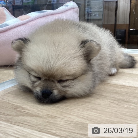 ポメラニアンの写真