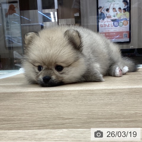 ポメラニアンの写真