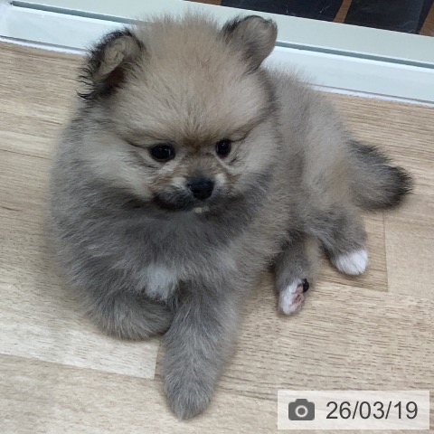 ポメラニアンの写真