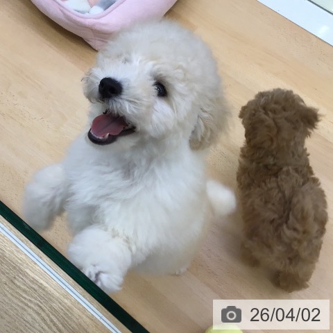 福岡県のトイプードル(トイ) (ペットプラス 福岡店/2026年1月15日生まれ/男の子/ホワイト)の子犬の4枚目の画像