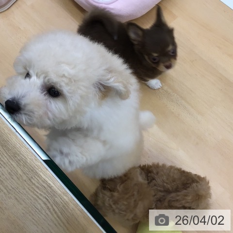 福岡県のトイプードル(トイ) (ペットプラス 福岡店/2026年1月15日生まれ/男の子/ホワイト)の子犬の3枚目の画像