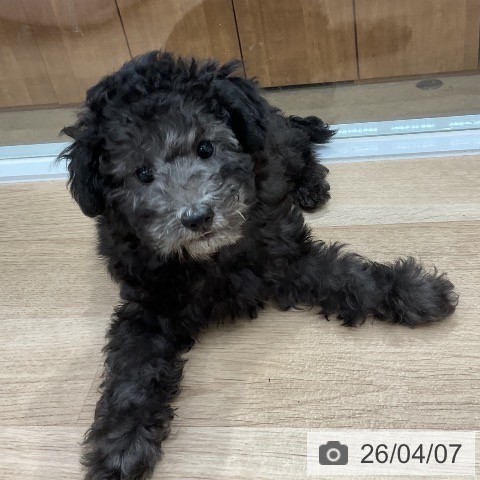 トイ・プードルの写真