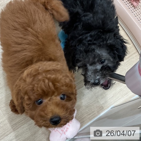 トイ・プードルの写真