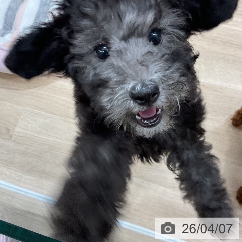 トイ・プードルの写真