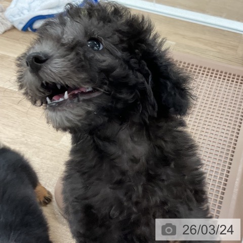 福岡県のトイプードル(トイ) (ペットプラス 八幡東店/2026年1月15日生まれ/女の子/シルバー)の子犬の4枚目の画像