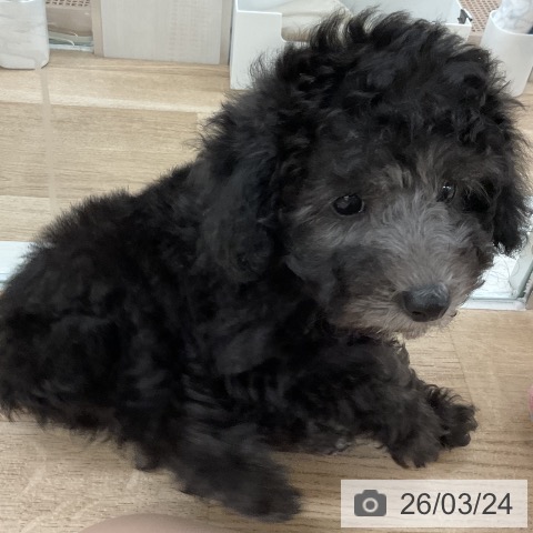 福岡県のトイプードル(トイ) (ペットプラス 八幡東店/2026年1月15日生まれ/女の子/シルバー)の子犬の3枚目の画像