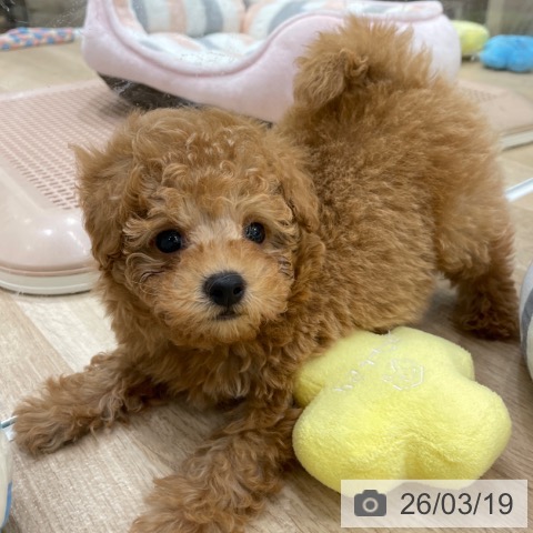 トイ・プードルの写真