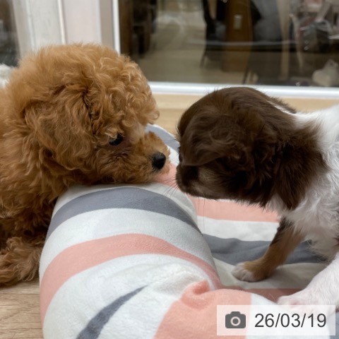 トイ・プードルの写真