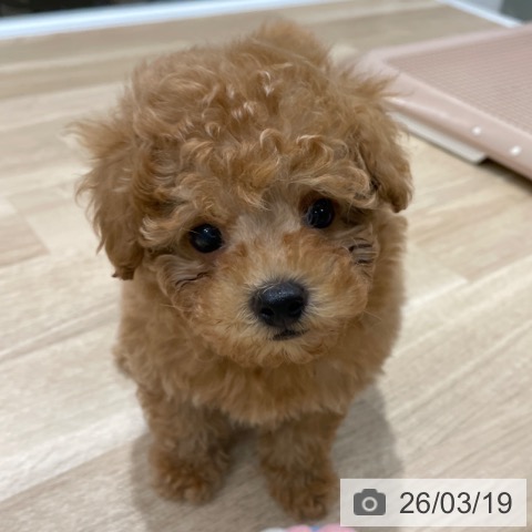 トイ・プードルの写真