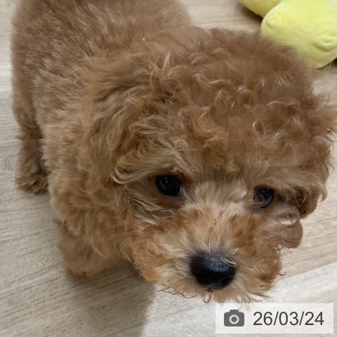 福岡県のトイプードル(トイ) (ペットプラス 八幡東店/2026年1月13日生まれ/男の子/アプリコット)の子犬の4枚目の画像