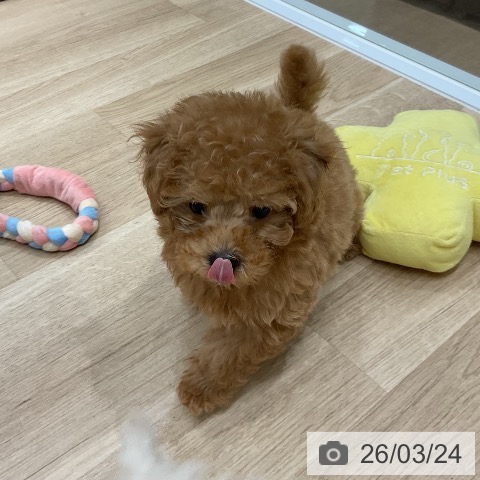 福岡県のトイプードル(トイ) (ペットプラス 八幡東店/2026年1月13日生まれ/男の子/アプリコット)の子犬の3枚目の画像