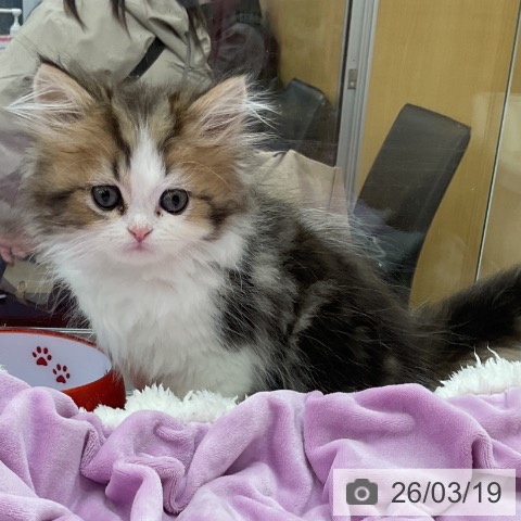 ペルシャの写真