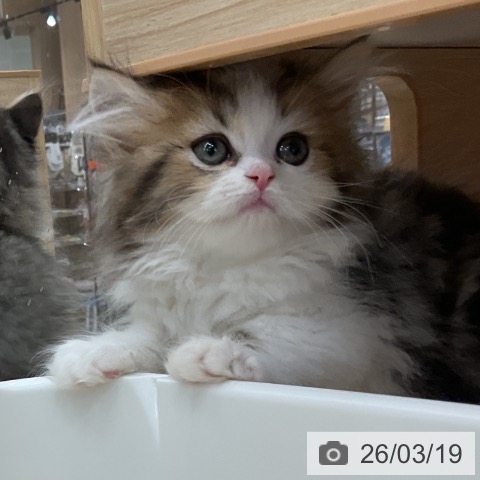 ペルシャの写真