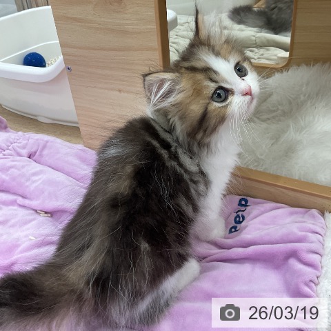 ペルシャの写真