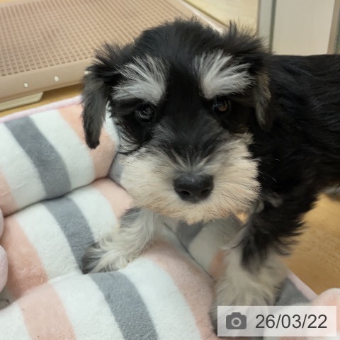 ミニチュア・シュナウザーの写真