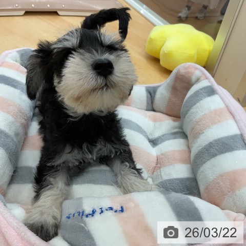 ミニチュア・シュナウザーの写真