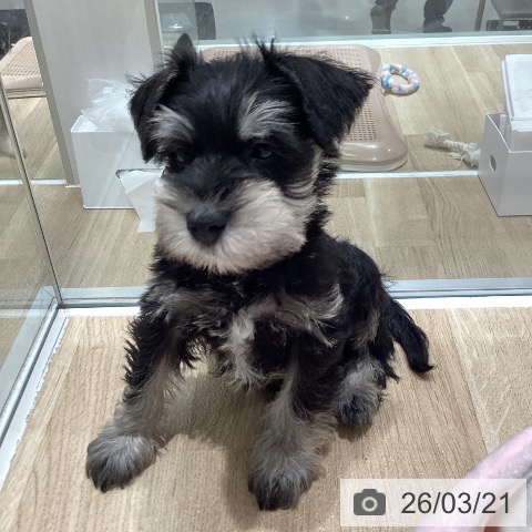 ミニチュア・シュナウザーの写真