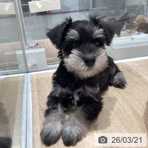 ミニチュア・シュナウザーの写真