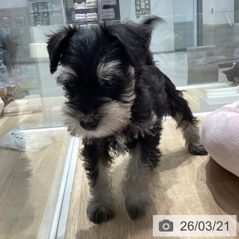 ミニチュア・シュナウザーの写真