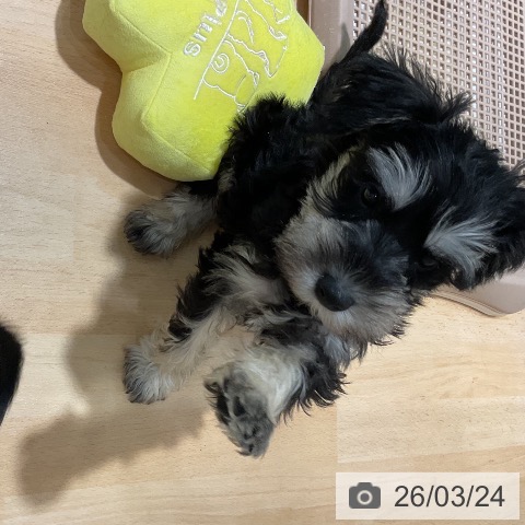 埼玉県のミニチュアシュナウザー (ペットプラス 与野店/2026年1月13日生まれ/男の子/ブラックシルバー)の子犬の3枚目の画像