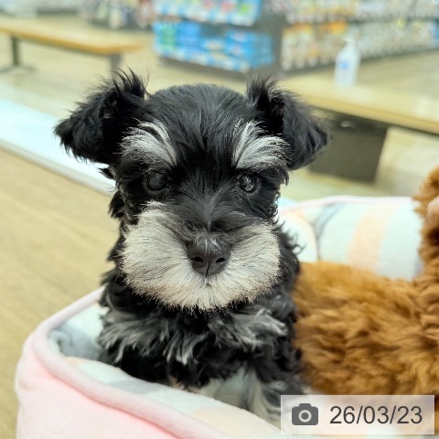 千葉県のミニチュアシュナウザー (ペッツワン 千葉ニュータウン店/2026年1月13日生まれ/男の子/ブラックシルバー)の子犬の3枚目の画像