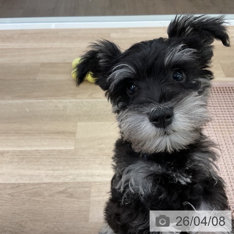 千葉県のミニチュアシュナウザー (ペットプラス コトエ流山おおたかの森店/2026年1月13日生まれ/男の子/ブラックシルバー)の子犬の3枚目の画像