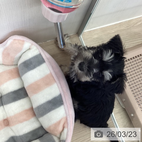 埼玉県のミニチュアシュナウザー (ペットプラス 八潮店/2026年1月13日生まれ/女の子/ブラックシルバー)の子犬の4枚目の画像