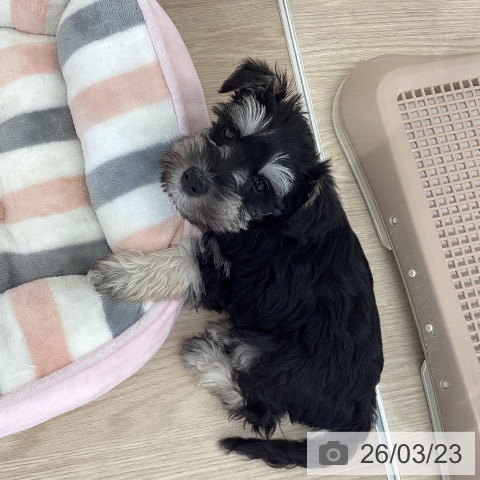 埼玉県のミニチュアシュナウザー (ペットプラス 八潮店/2026年1月13日生まれ/女の子/ブラックシルバー)の子犬の3枚目の画像