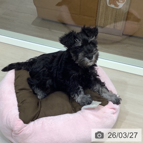 埼玉県のミニチュアシュナウザー (ペットプラス クレアモール川越店/2026年1月13日生まれ/女の子/ブラックシルバー)の子犬の4枚目の画像