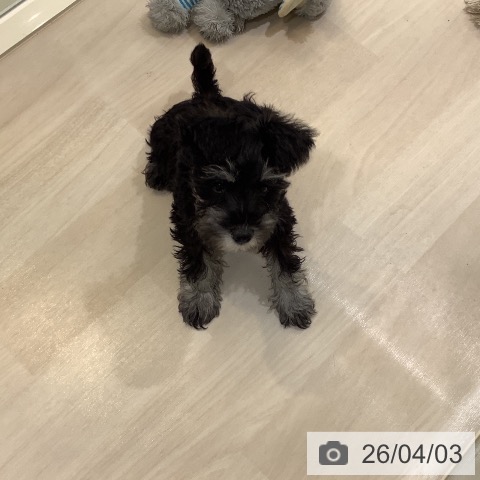 埼玉県のミニチュアシュナウザー (ペットプラス クレアモール川越店/2026年1月13日生まれ/女の子/ブラックシルバー)の子犬の4枚目の画像