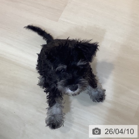 埼玉県のミニチュアシュナウザー (ペットプラス クレアモール川越店/2026年1月13日生まれ/女の子/ブラックシルバー)の子犬の4枚目の画像