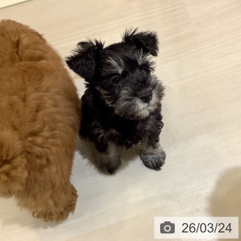 埼玉県のミニチュアシュナウザー (ペットプラス クレアモール川越店/2026年1月13日生まれ/女の子/ブラックシルバー)の子犬の3枚目の画像