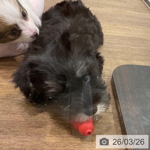 埼玉県のミニチュアシュナウザー (ペッツワン 吉川美南店/2026年1月13日生まれ/男の子/ブラックシルバー)の子犬の3枚目の画像