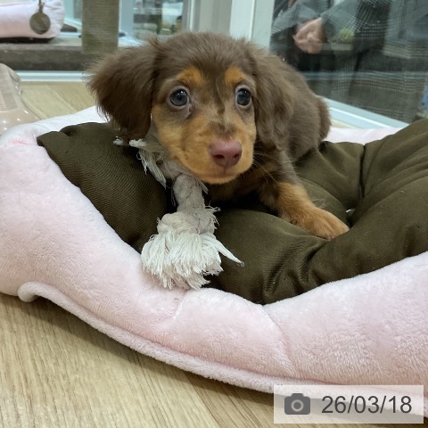 ミニチュア・ダックスフンドの写真