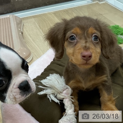 ミニチュア・ダックスフンドの写真