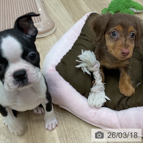 ミニチュア・ダックスフンドの写真