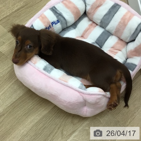 宮崎県のミニチュアダックスフンド(ロング) (ペットプラス 宮崎店/2026年1月13日生まれ/男の子/チョコレートタン)の子犬の4枚目の画像