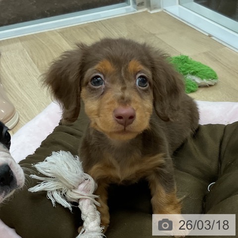 ミニチュア・ダックスフンドの写真