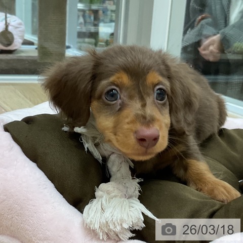 ミニチュア・ダックスフンドの写真