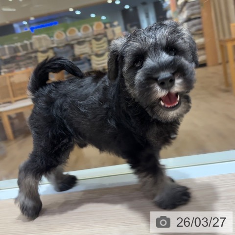 大阪府のミニチュアシュナウザー (ペットプラス 堺鉄砲町店/2026年1月21日生まれ/男の子/ソルトペッパー)の子犬の4枚目の画像