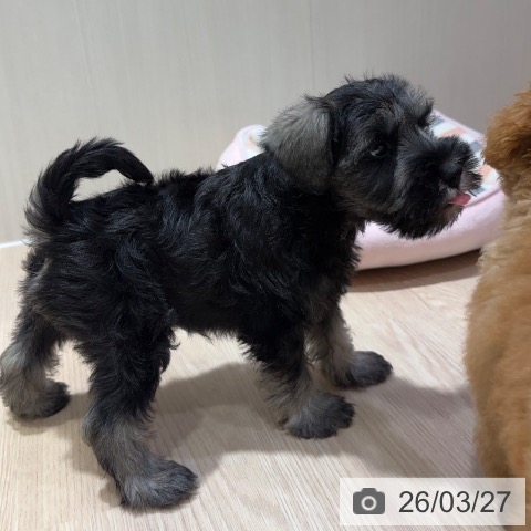 大阪府のミニチュアシュナウザー (ペットプラス 堺鉄砲町店/2026年1月21日生まれ/男の子/ソルトペッパー)の子犬の3枚目の画像