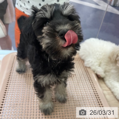 大阪府のミニチュアシュナウザー (ペットプラス 大阪ドームシティ店/2026年1月21日生まれ/女の子/ブラックシルバー)の子犬の4枚目の画像