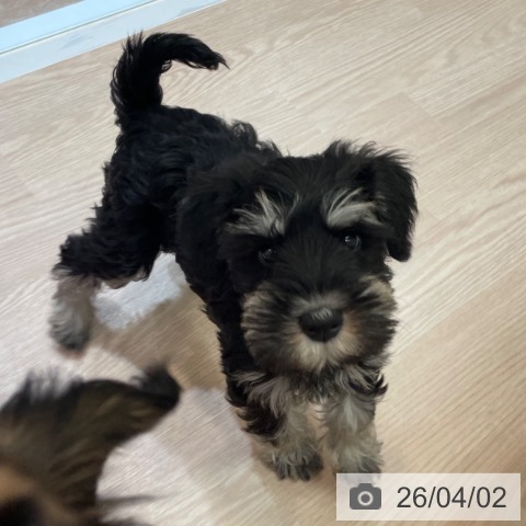 大阪府のミニチュアシュナウザー (ペットプラス 大阪ドームシティ店/2026年1月21日生まれ/女の子/ブラックシルバー)の子犬の4枚目の画像