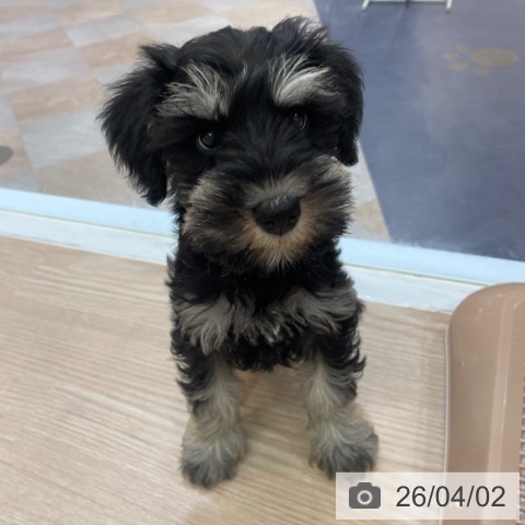 大阪府のミニチュアシュナウザー (ペットプラス 大阪ドームシティ店/2026年1月21日生まれ/女の子/ブラックシルバー)の子犬の4枚目の画像