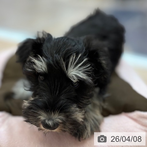 大阪府のミニチュアシュナウザー (ペットプラス 大阪ドームシティ店/2026年1月21日生まれ/女の子/ブラックシルバー)の子犬の4枚目の画像