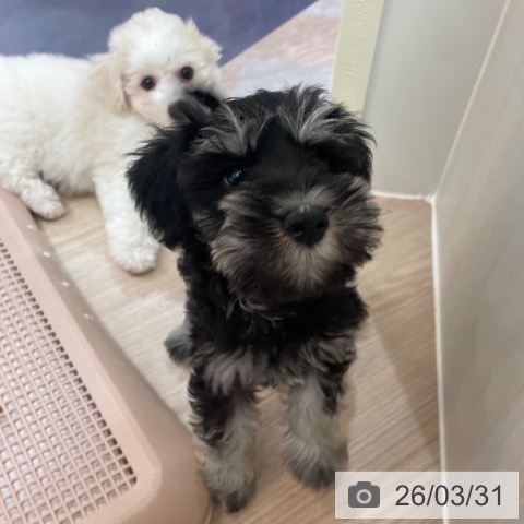 大阪府のミニチュアシュナウザー (ペットプラス 大阪ドームシティ店/2026年1月21日生まれ/女の子/ブラックシルバー)の子犬の3枚目の画像